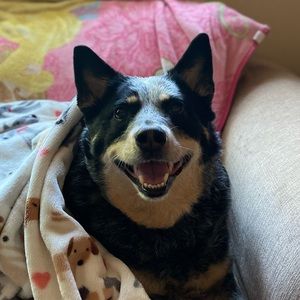 Meet your Posher, Abby